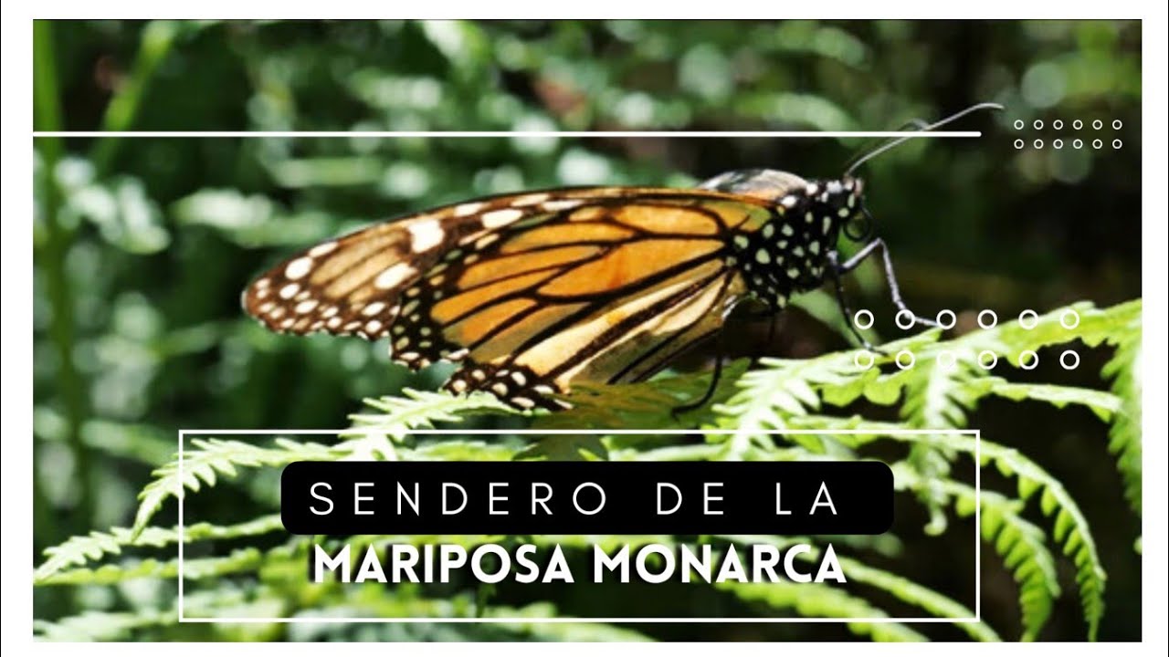 Ruta de la mariposa monarca en castellar: guía completa y consejos útiles 1 ruta mariposa monarca castellar